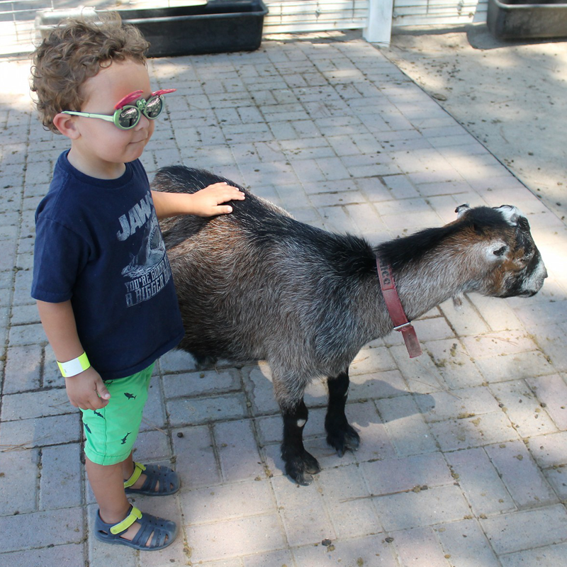 Toddler boy wearing Just A Shade Smaller Crabby sunglasses and petting goat